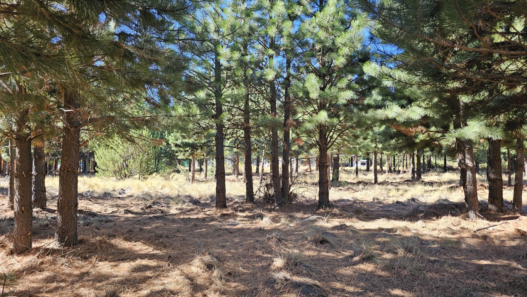 LOTE EN DOS VALLES FINANCIADO