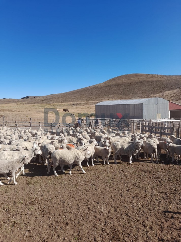 venta de campo en Jacobacci