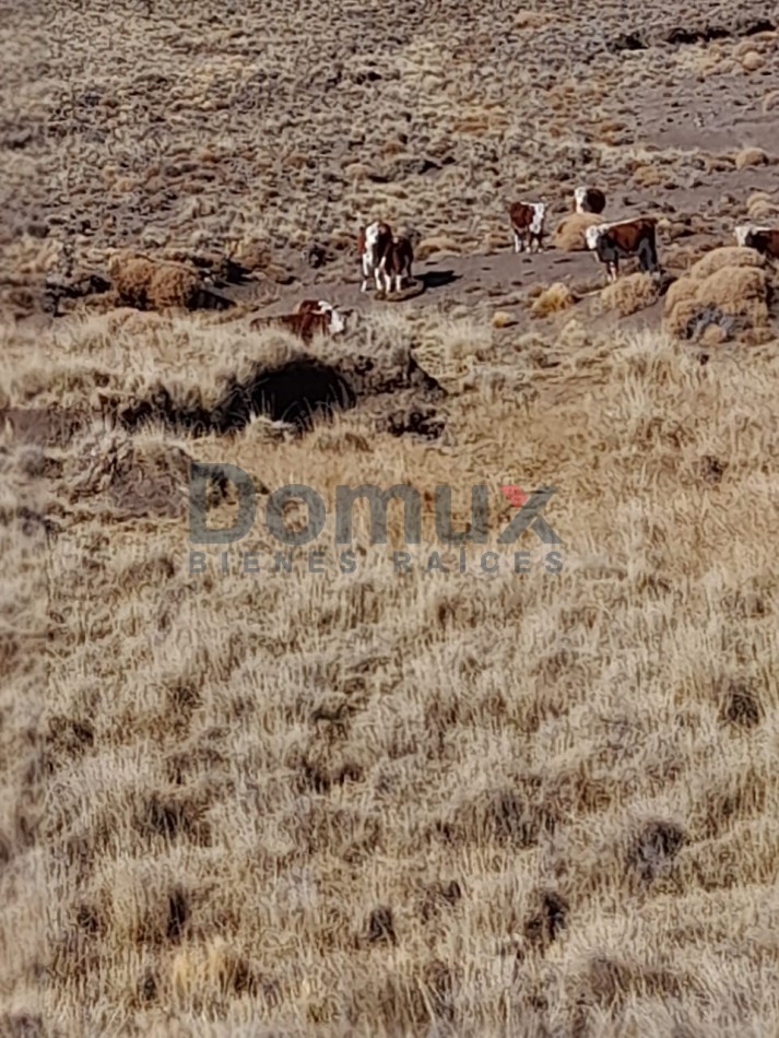 venta de campo en Jacobacci