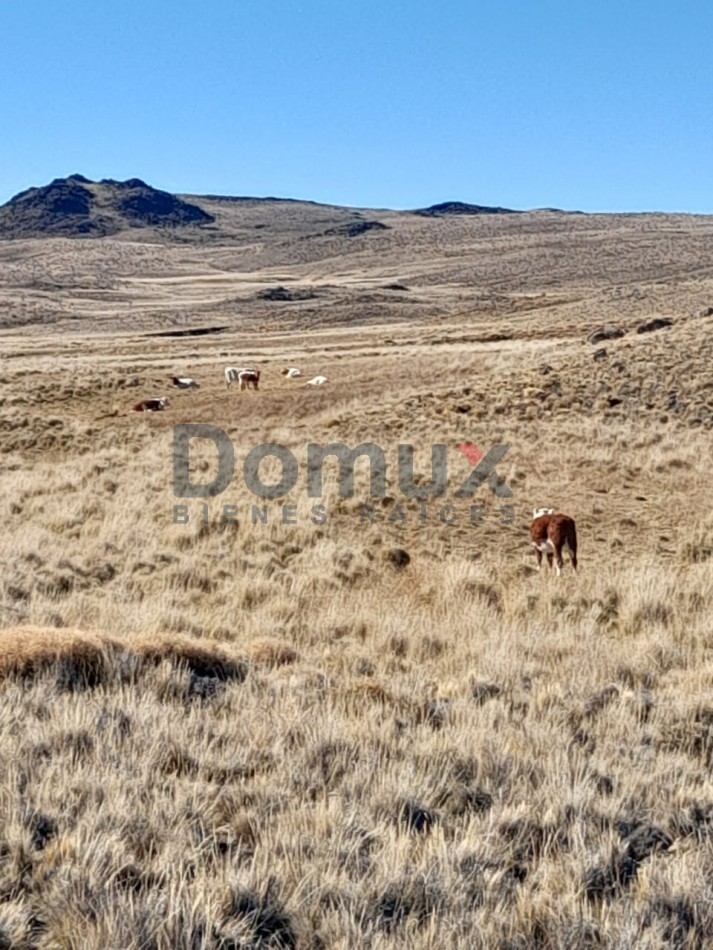 venta de campo en Jacobacci